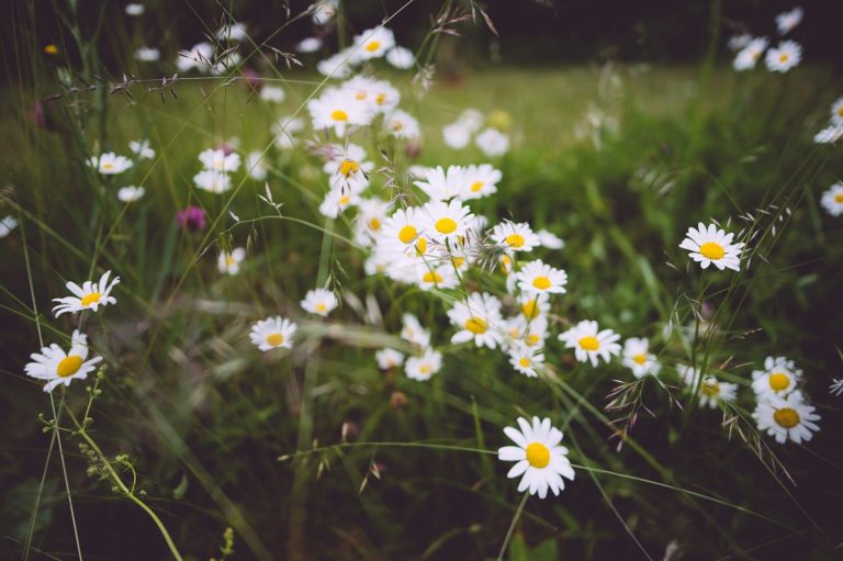 Midsommar Special Wilde Margeriten in einer grünen Wiese, umgeben von sanften Grashalmen.